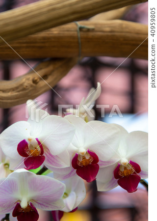 士林官邸蘭花展 台湾士林官邸らん展 Moth Orchid 蝴蝶蘭 Phalaenopsis 胡蝶蘭 士林官邸蘭花展 台湾士林官邸らん展 Moth Orchid 蝴蝶蘭 Phalaenopsis 胡蝶蘭 40959805