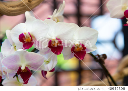 士林官邸蘭花展 台湾士林官邸らん展 Moth Orchid 蝴蝶蘭 Phalaenopsis 胡蝶蘭 士林官邸蘭花展 台湾士林官邸らん展 Moth Orchid 蝴蝶蘭 Phalaenopsis 胡蝶蘭 40959806