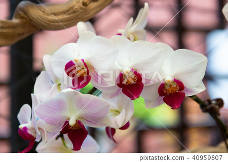 士林官邸蘭花展 台湾士林官邸らん展 Moth Orchid 蝴蝶蘭 Phalaenopsis 胡蝶蘭 40959807