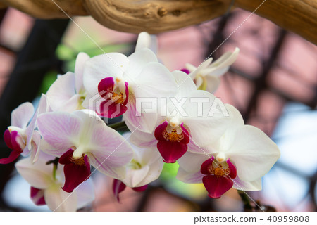 Shilin official residence orchid exhibition Taiwan Shilin official exhibition Moth Orchid Phalaenopsis Phalaenopsis Hu Dielan Shilin official residence orchid exhibition Taiwan Shilin official exhibition Moth Orchid Phalaenopsis Phalaenopsis Hu Dielan 40959808