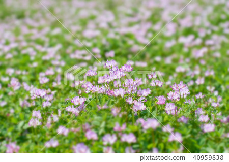 倫格場 倫格場 40959838