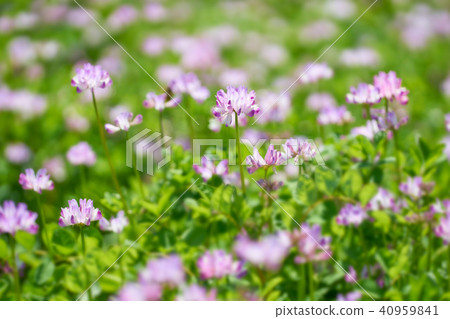 Lenge field Lenge field 40959841