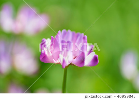 Lenge field 40959843