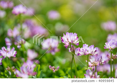 Lenge field 40959845