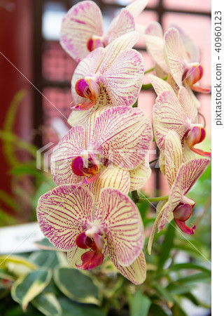 Shilin official residence orchid exhibition Taiwan Shilin official exhibition Moth Orchid Phalaenopsis Phalaenopsis Hu Dielan 40960123