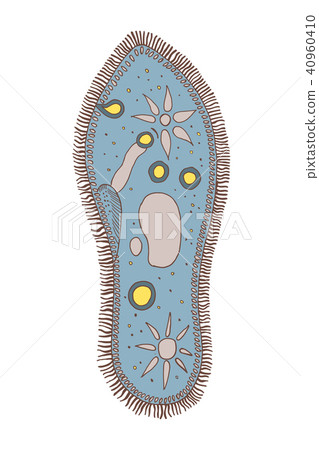 Infusoria slipper. 40960410