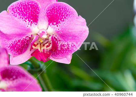 Shilin official residence orchid exhibition Taiwan Shilin official exhibition Moth Orchid Phalaenopsis Phalaenopsis Hu Dielan Shilin official residence orchid exhibition Taiwan Shilin official exhibition Moth Orchid Phalaenopsis Phalaenopsis Hu Dielan 40960744