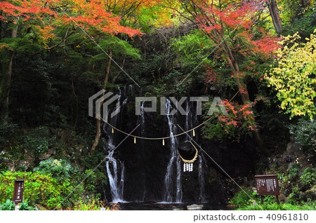 箱根湯本玉佛瀑布和秋葉 箱根湯本玉佛瀑布和秋葉 40961810