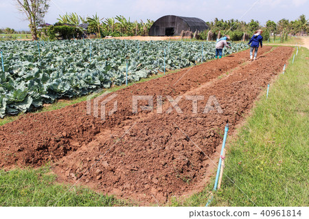 Agriculturist work in field cabbage. 40961814