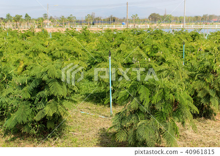 Acacia pennata tree,Thailand. Acacia pennata tree,Thailand. 40961815