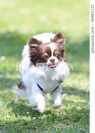 Chihuahuas who run happily Chihuahuas who run happily 40962122