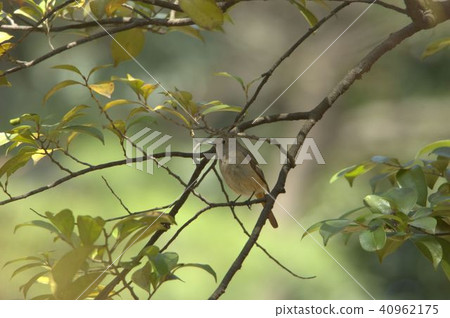 野鳥Jawitaki 野鳥Jawitaki 40962175