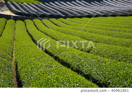 Kyoto Harmony's Tea Field 40962861