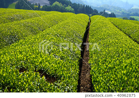 Kyoto Harmony's Tea Field 40962875