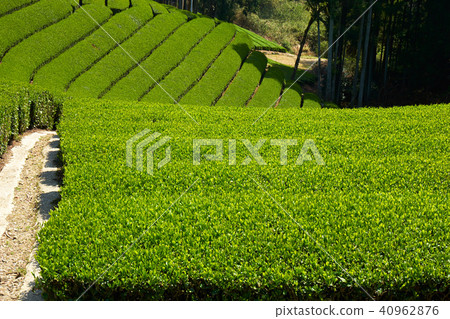 Kyoto Harmony's Tea Field 40962876