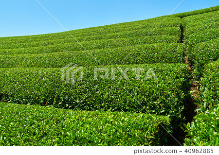 Kyoto Harmony's Tea Field Kyoto Harmony's Tea Field 40962885