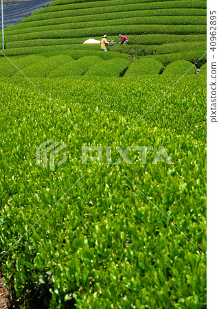 Kyoto Harmony's Tea Field Kyoto Harmony's Tea Field 40962895