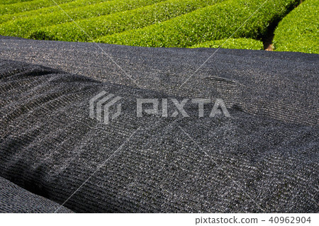 Kyoto Harmony's Tea Field Kyoto Harmony's Tea Field 40962904
