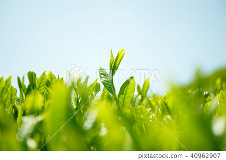 京都和諧的茶園 京都和諧的茶園 40962907