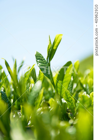 Kyoto Harmony's Tea Field Kyoto Harmony's Tea Field 40962910