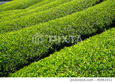 Kyoto Harmony's Tea Field Kyoto Harmony's Tea Field 40962911