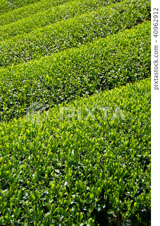 Kyoto Harmony's Tea Field 40962912