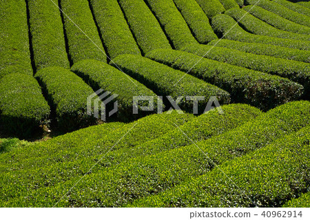 Kyoto Harmony's Tea Field 40962914