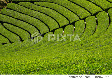 Kyoto Harmony's Tea Field Kyoto Harmony's Tea Field 40962956
