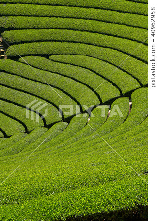 Kyoto Harmony's Tea Field 40962958