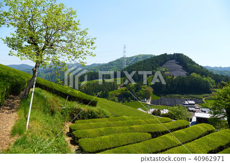 Kyoto Harmony's Tea Field 40962971