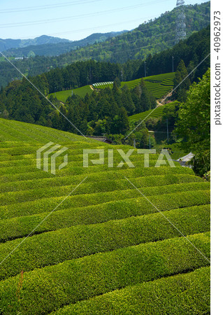 Kyoto Harmony's Tea Field Kyoto Harmony's Tea Field 40962973