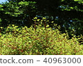 Grass nature 40963000