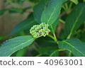 Hydrangea hydrangea 40963001