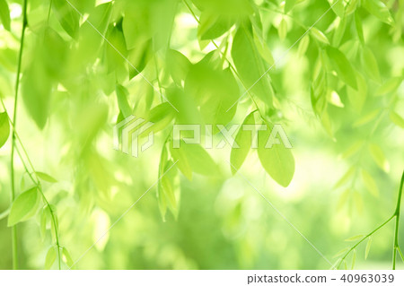 Fresh green leaves 40963039