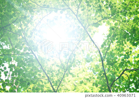 Fresh green leaves 40963071