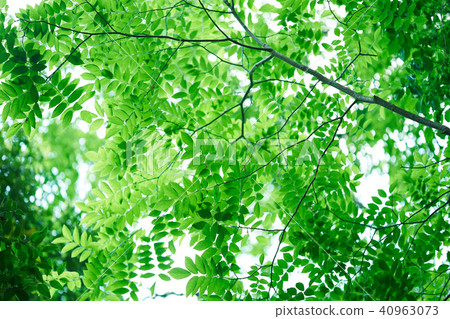 Fresh green leaves 40963073