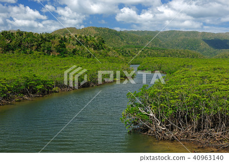 Okinawa Prefecture Yaeyama-gun Iriomotejima Nakagawa Okinawa Prefecture Yaeyama-gun Iriomotejima Nakagawa 40963140