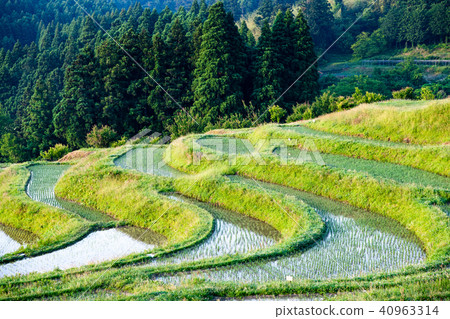 Chiba Oyama Senjita May early in the morning 40963314