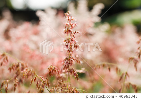 motion of brown flower grass motion of brown flower grass 40963343