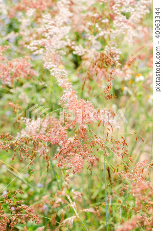 motion of brown flower grass motion of brown flower grass 40963344