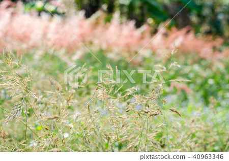 motion of brown flower grass motion of brown flower grass 40963346