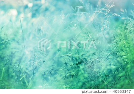 The depth of field little ironweed in vintage The depth of field little ironweed in vintage 40963347