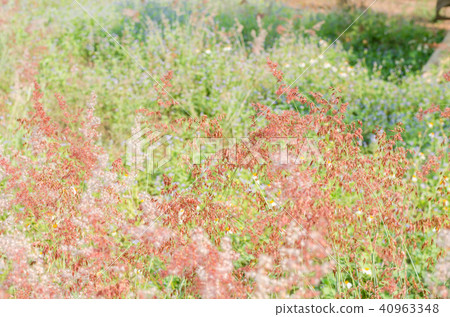 motion of brown flower grass motion of brown flower grass 40963348