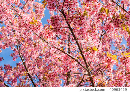 pink sakura or cherry blossom tree with blue sky 40963439