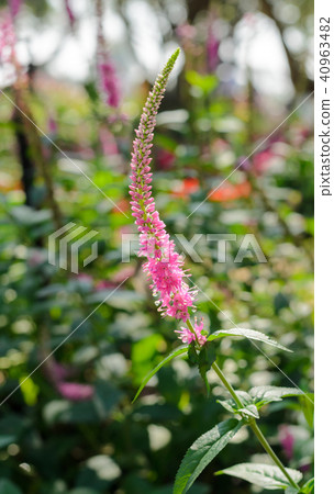 pink flower in garden 40963482