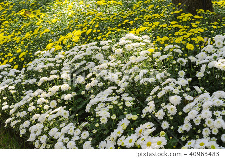 flower bed in outdoor garden flower bed in outdoor garden 40963483