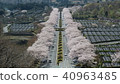 Shizuoka Fuji cemetery cherry tree 40963485
