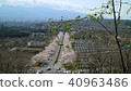Shizuoka Fuji cemetery cherry tree 40963486