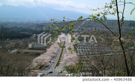 Shizuoka Fuji cemetery cherry tree Shizuoka Fuji cemetery cherry tree 40963486