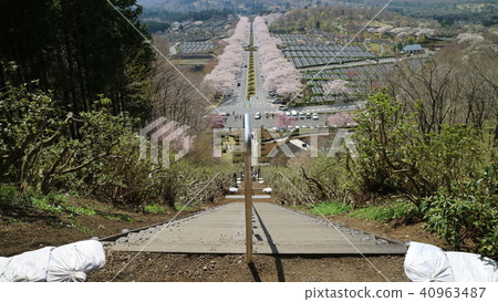 靜岡富士墓地櫻花樹 靜岡富士墓地櫻花樹 40963487
